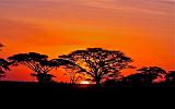 TANZANIA - Serengeti National Park - Alba - 09